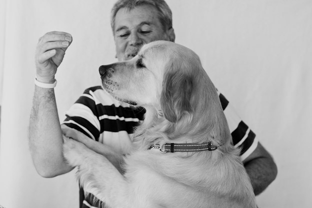 pet photography golden retriever service dog