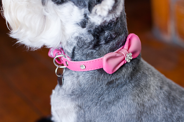 Dog collar pink