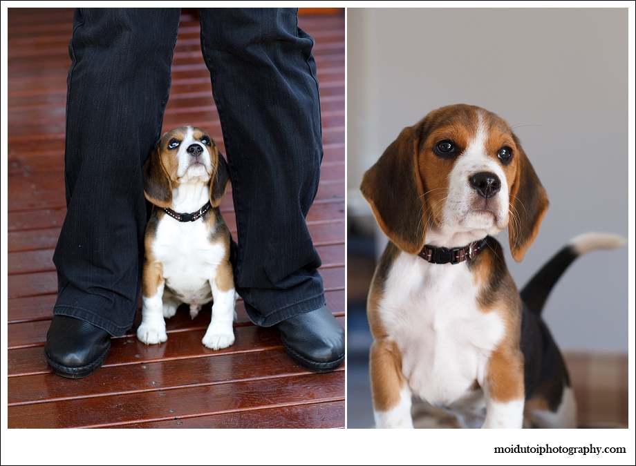Beagle Puppy, pet photography, dog photography, cute puppy