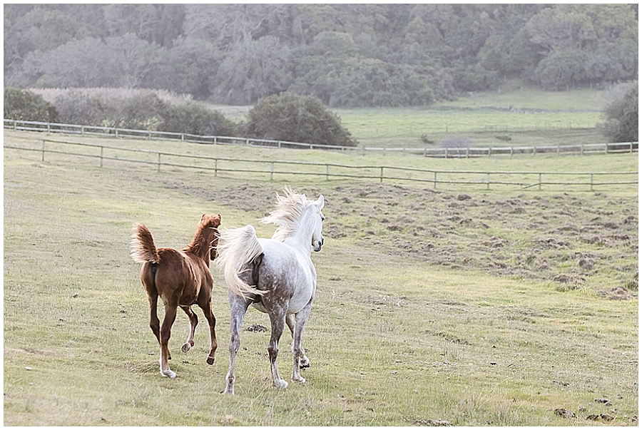 Arabian and Pintabian Horses of Oxbow Farm moi du toi photography